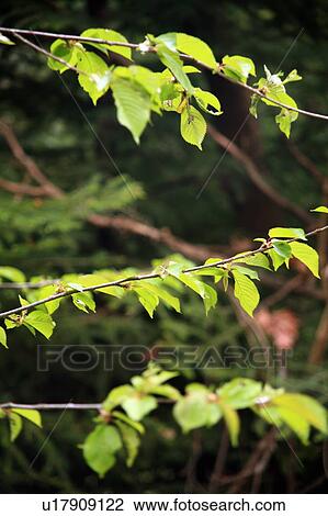 Stock Image - Closeup of leaves. Fotosearch