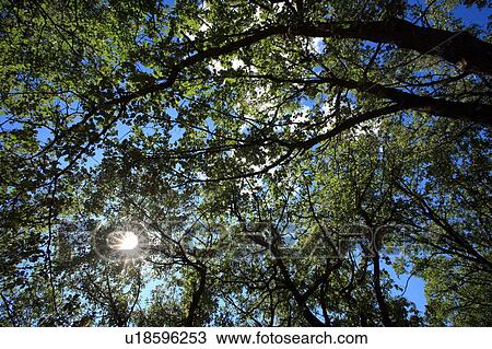 Stock Image - Closeup of leaves. Fotosearch