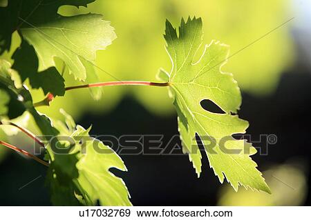 Stock Photo - Closeup of leaves. Fotosearch