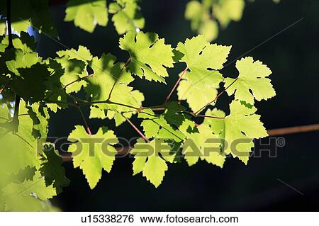 Stock Photograph - Closeup of leaves. Fotosearch