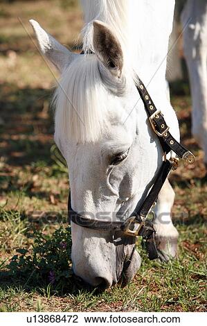 Stock Image - Closeup of top of horse's head. Fotosearch