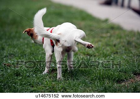 Dog lifting his leg View Large Photo Image Stock Image - Dog lifting his leg. Fotosearch