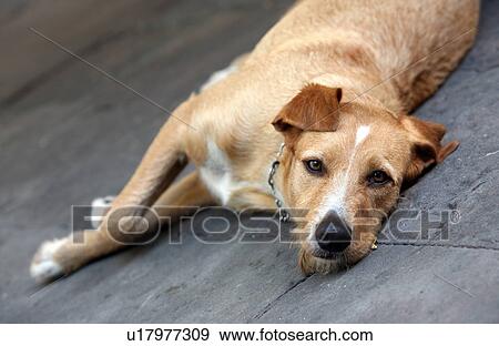 Dog lying down View Large Photo Image Stock Photo - Dog lying down. Fotosearch