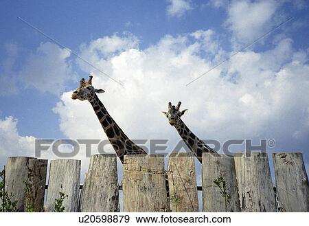 Giraffes behind fence View Large Photo Image Stock Photo - Giraffes behind fence. Fotosearch