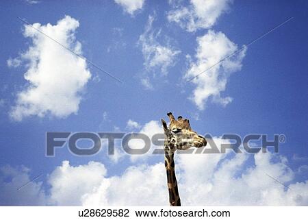 Stock Image - Giraffe's head in front of blue sky. Fotosearch