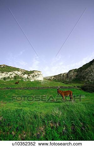 Stock Image - Horses in a green field. Fotosearch