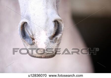 Horse's snout View Large Photo Image Stock Image - Horse's snout. Fotosearch
