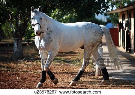 Horse's snout View Large Photo Image Stock Photo - Horse's snout. Fotosearch