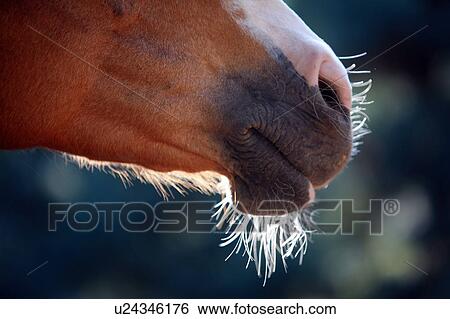 Stock Photograph - Horse's snout. Fotosearch