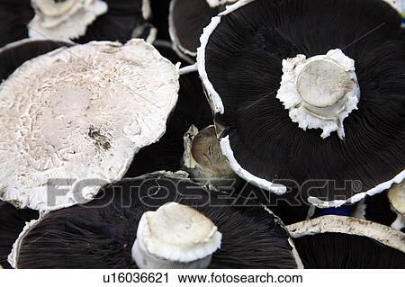 Mushrooms View Large Photo Image Stock Image - Mushrooms. Fotosearch