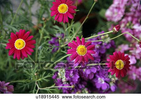 Stock Photography - Pink and purple flowers. Fotosearch