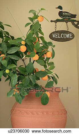 Stock Image - Potted plant and welcome sign. Fotosearch
