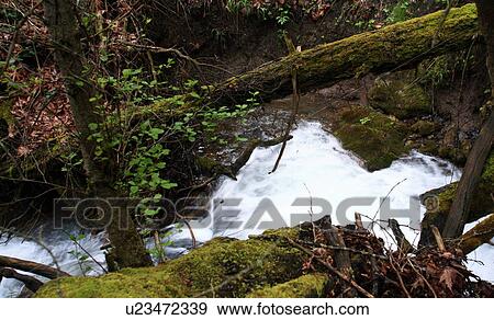 Stock Photo - River in forest. Fotosearch