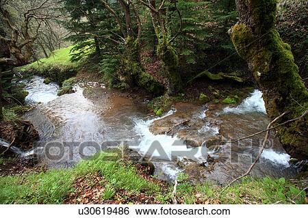 Stock Photograph - River in forest. Fotosearch