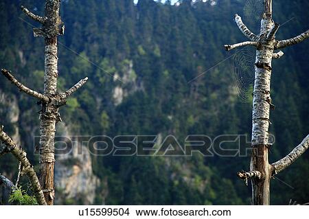 Tree trunks in a forest View Large Photo Image Picture - Tree trunks in a forest. Fotosearch