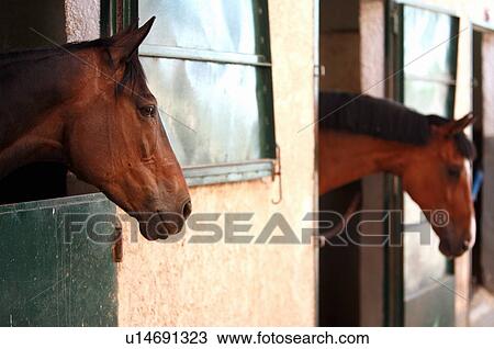 Two horses in stable View Large Photo Image Stock Image - Two horses in stable. Fotosearch