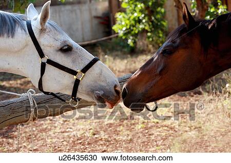 Stock Image - Two horses nuzzling. Fotosearch