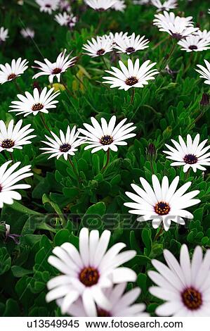 Stock Photography - White flowers. Fotosearch