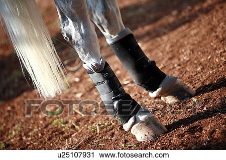 White horse near stable View Large Photo Image Stock Image - White horse near stable. Fotosearch