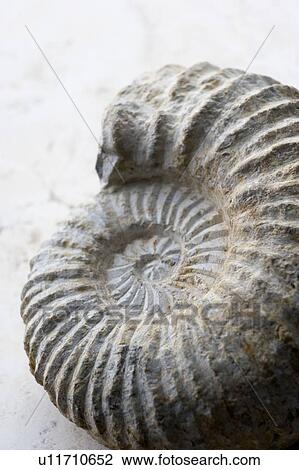 Stock Image - Close Up Of Spiral Shaped Seashell. Fotosearch