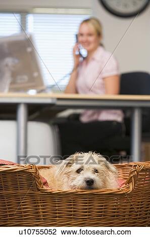 Stock Image - Dog lying in home office with woman in background. Fotosearch