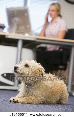 Stock Image - Dog lying in home office with woman in background. Fotosearch
