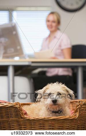 Dog lying in home office with woman in background View Large Photo Image Stock Image - Dog lying in home office with woman in background. Fotosearch