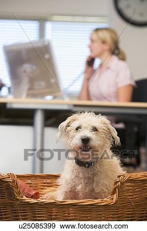 Stock Photo - Dog lying in home office with woman in background. Fotosearch