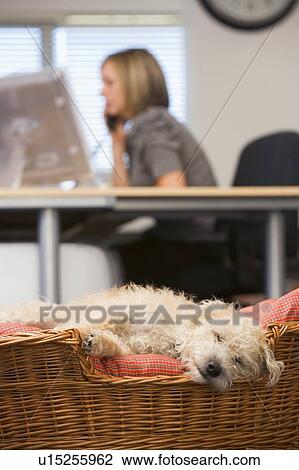 Stock Image - Dog sleeping in home office with woman in background. Fotosearch