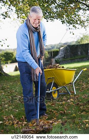 Man outdoors raking leaves near wheelbarrow and smiling (selective focus) View Large Photo Image Picture - Man outdoors raking leaves near wheelbarrow and smiling (selective focus). Fotosearch