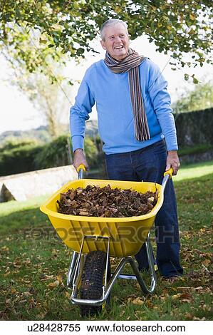 Stock Photography - Man outdoors with wheelbarrow full of leaves smiling (selective focus). Fotosearch