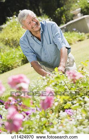 Senior man in a flower garden View Large Photo Image Stock Image - Senior man in a flower garden. Fotosearch