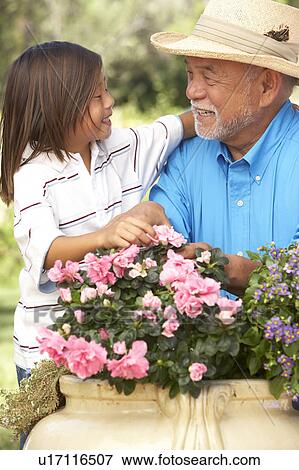 Grandfather And Granddaughter Gardening Together View Large Photo Image Stock Photo - Grandfather And Granddaughter Gardening Together. Fotosearch