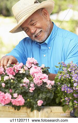Senior Man Gardening View Large Photo Image Stock Image - Senior Man Gardening. Fotosearch