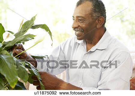 Stock Image - Senior Man Looking After Houseplant. Fotosearch