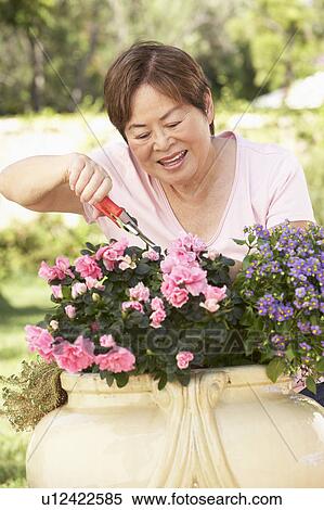 Senior Woman Gardening View Large Photo Image Stock Photography - Senior Woman Gardening. Fotosearch