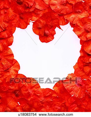 decoration, frame, heart shape, paper, decoration View Large Photo Image Picture - decoration, frame, heart shape, paper, decoration. Fotosearch
