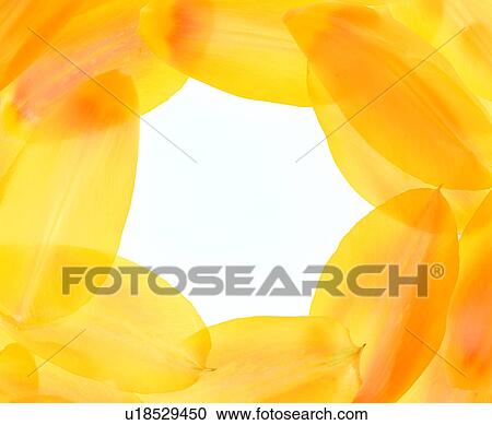 decoration, yellow frame, petal, frame, round shape, decoration View Large Photo Image Stock Image - decoration, yellow frame, petal, frame, round shape, decoration. Fotosearch