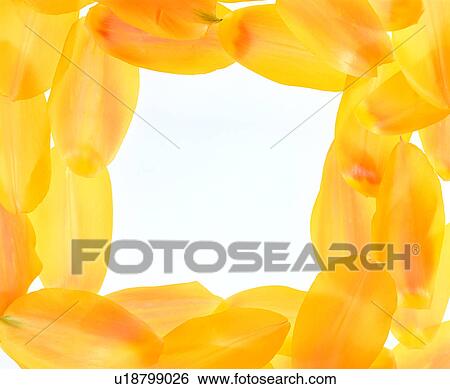 Stock Photograph - flower, yellow frame, petal, frame, decoration. Fotosearch