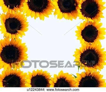 frame, decoration, flower, yellow frame, sun flower, square View Large Photo Image Picture - frame, decoration, flower, yellow frame, sun flower, square. Fotosearch
