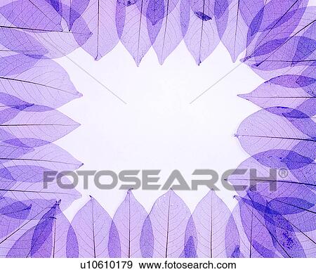 frame, square, purple frame, nervure, decoration, decoration View Large Photo Image Stock Photo - frame, square, purple frame, nervure, decoration, decoration. Fotosearch