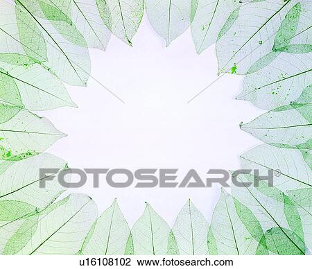 nervure, decoration, frame, leaves, green frame View Large Photo Image Stock Image - nervure, decoration, frame, leaves, green frame. Fotosearch