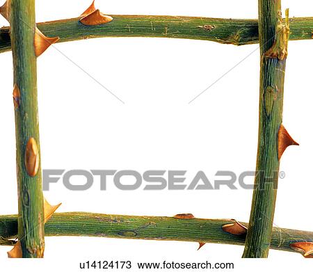 square, decoration, branch, decoration, green frame View Large Photo Image Stock Image - square, decoration, branch, decoration, green frame. Fotosearch