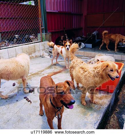 Stock Photograph - mammal, animals, mammalian, dogs, animal. Fotosearch