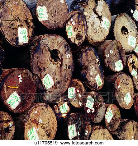 natural resources, timbering, lumber, environmental protection, timber, resources View Large Photo Image Stock Photo - natural resources, timbering, lumber, environmental protection, timber, resources. Fotosearch