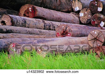 natural resources, wood, timbering, timber, lumber, environmental protection View Large Photo Image Stock Image - natural resources, wood, timbering, timber, lumber, environmental protection. Fotosearch