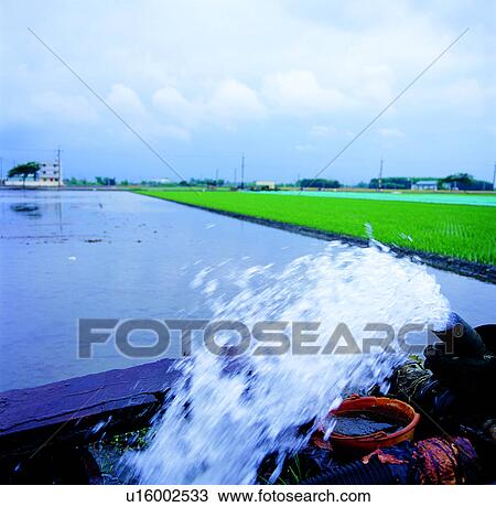 Stock Image - rice field, natural resources, water, environmental protection, resources. Fotosearch
