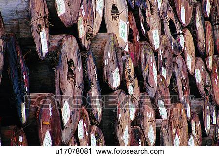 wood, environmental protection, timber, resources, timbering, natural resources View Large Photo Image Stock Image - wood, environmental protection, timber, resources, timbering, natural resources. Fotosearch