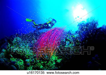 Blue, Coral, People, Fish, Diving Vacation, Diving, Ocean View Large Photo Image Stock Photography - Blue, Coral, People, Fish, Diving Vacation, Diving, Ocean. Fotosearch