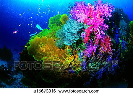 Blue, Fish, Coral, Sea Fan and Soft coral, Diving, Sea, Sea Fan View Large Photo Image Stock Photograph - Blue, Fish, Coral, Sea Fan and Soft coral, Diving, Sea, Sea Fan. Fotosearch